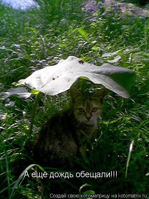 А ещё дождь обещали!!!... Котоматрица: А ещё дождь обещали!!!