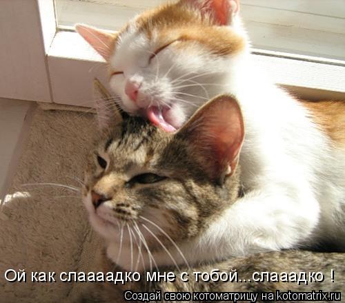 Ой как слаааадко мне с тобой...слааадко !... Котоматрица: Ой как слаааадко мне с тобой...слааадко !