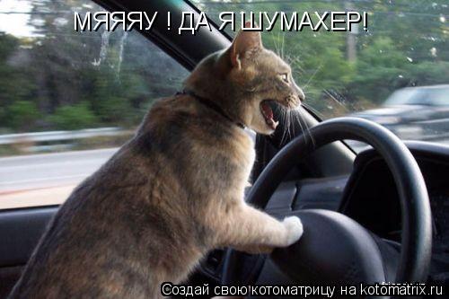 МЯЯЯУ ! ДА Я ШУМАХЕР!... Котоматрица: МЯЯЯУ ! ДА Я ШУМАХЕР!