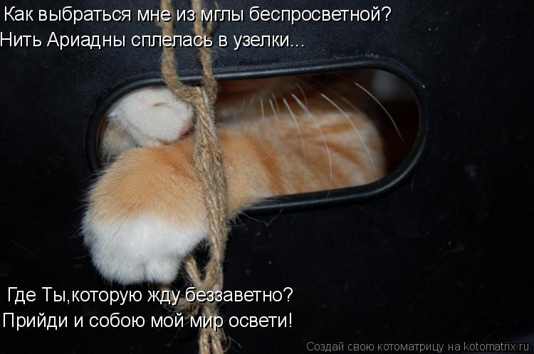 Котоматрица: Как выбраться мне из мглы беспросветной? Нить Ариадны сплелась в узелки... Где Ты,которую жду беззаветно? Прийди и собою мой мир освети!