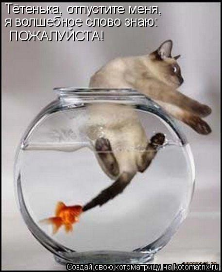 Тётенька, отпустите меня, я волшебное слово знаю: ПОЖАЛУЙСТА! Тётенька, отпустите меня, я волшебное ... Котоматрица: Тётенька, отпустите меня, я волшебное слово знаю: ПОЖАЛУЙСТА! Тётенька, отпустите меня, я волшебное слово знаю: ПОЖАЛУЙСТА!