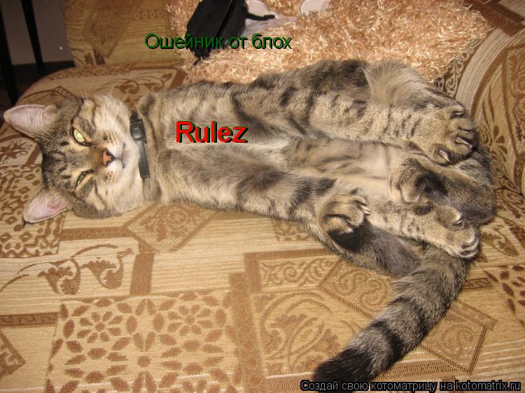 Ошейник от блох Rulez Rulez... Котоматрица: Ошейник от блох Rulez Rulez