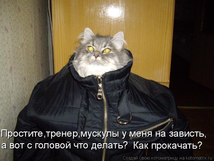 Простите,тренер,мускулы у меня на зависть, а вот с головой что делать? Как прокачать?... Котоматрица: Простите,тренер,мускулы у меня на зависть, а вот с головой что делать? Как прокачать?
