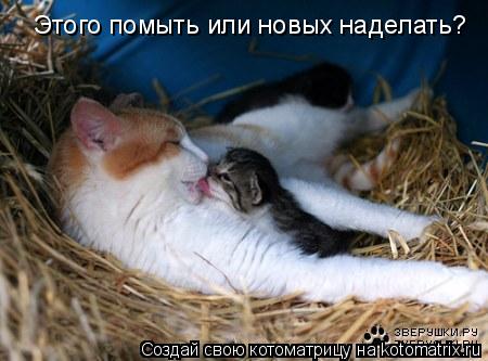 Этого помыть или новых наделать?... Котоматрица: Этого помыть или новых наделать?