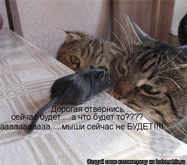 Дорогая отвернись... сейчас будет.....а что будет то???? ааааааааааа.....мыши сейчас не БУДЕТ!!!!... Котоматрица: Дорогая отвернись... сейчас будет.....а что будет то???? ааааааааааа.....мыши сейчас не БУДЕТ!!!!