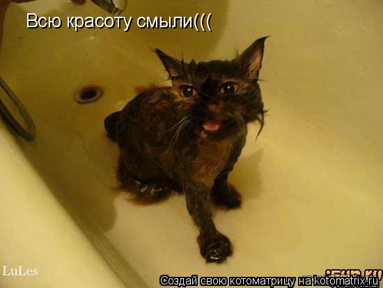 Всю красоту смыли(((... Котоматрица: Всю красоту смыли(((