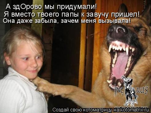 этих собак невозможно не любить