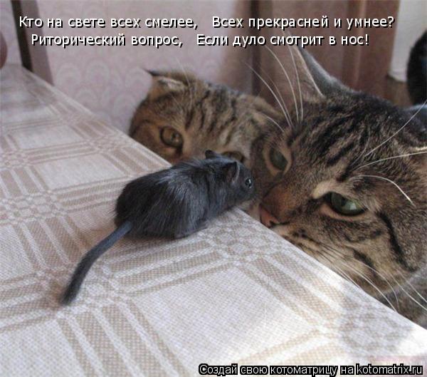 Кто на свете всех смелее, Всех прекрасней и умнее? Риторический вопрос, Если дуло смотрит в нос!... Котоматрица: Кто на свете всех смелее, Всех прекрасней и умнее? Риторический вопрос, Если дуло смотрит в нос!