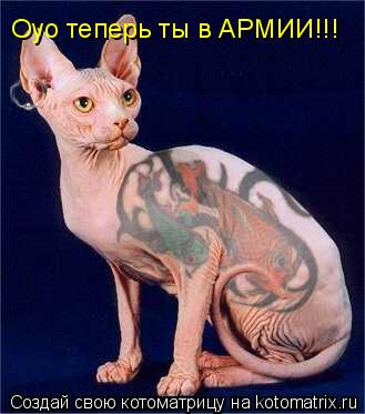 Оуо теперь ты в АРМИИ!!!... Котоматрица: Оуо теперь ты в АРМИИ!!!