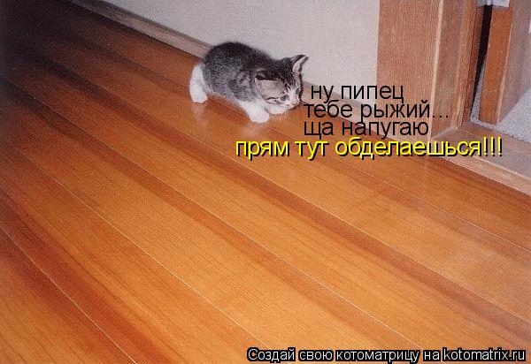ну пипец тебе рыжий... ща напугаю прям тут обделаешься!!!... Котоматрица: ну пипец тебе рыжий... ща напугаю прям тут обделаешься!!!