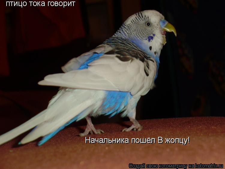 птицо тока говорит Начальника пошёл В жопцу!... Котоматрица: птицо тока говорит Начальника пошёл В жопцу!