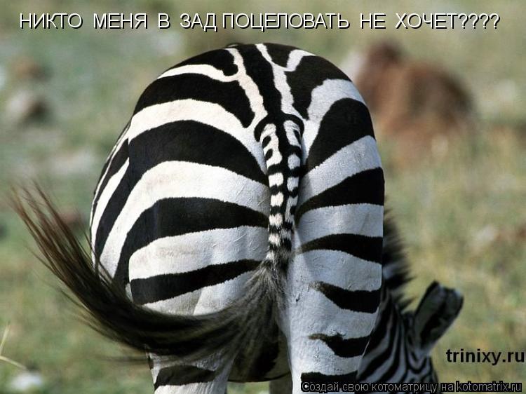 НИКТО МЕНЯ В ЗАД ПОЦЕЛОВАТЬ НЕ ХОЧЕТ????... Котоматрица: НИКТО МЕНЯ В ЗАД ПОЦЕЛОВАТЬ НЕ ХОЧЕТ????