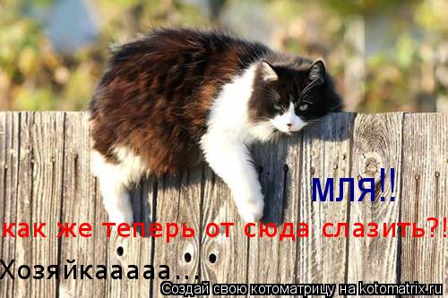 мля!! Хозяйкааааа... как же теперь от сюда слазить?!!... Котоматрица: мля!! Хозяйкааааа... как же теперь от сюда слазить?!!