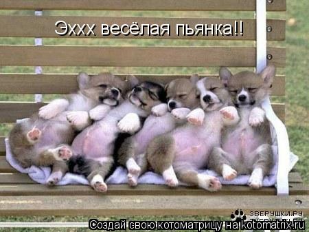Эххх весёлая пьянка!!... Котоматрица: Эххх весёлая пьянка!!