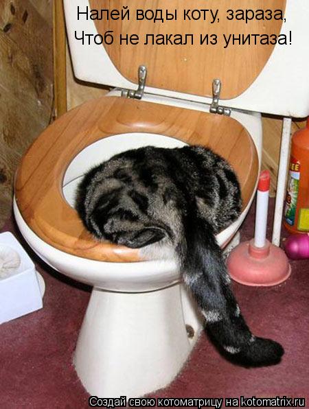 Чтоб не лакал из унитаза! Налей воды коту, зараза,... Котоматрица: Чтоб не лакал из унитаза! Налей воды коту, зараза,