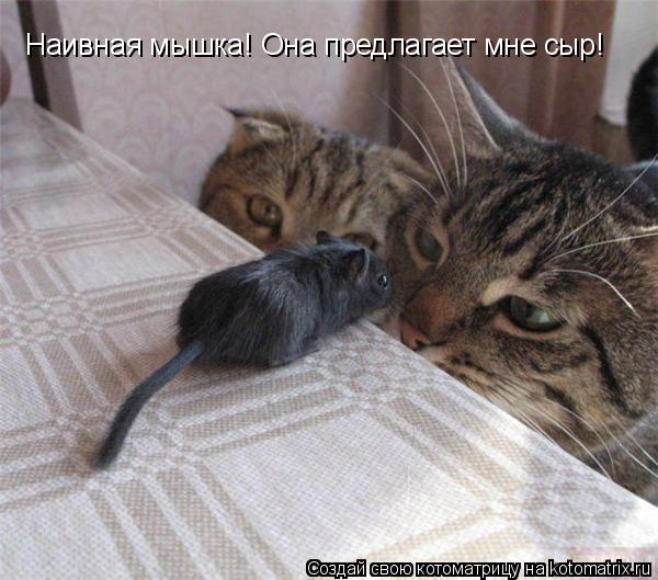 Наивная мышка! Она предлагает мне сыр!... Котоматрица: Наивная мышка! Она предлагает мне сыр!