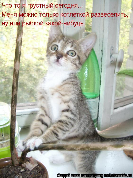 Меня можно только котлеткой развеселить, ну или рыбкой какой-нибудь. Что-то я грустный сегодня...... Котоматрица: Меня можно только котлеткой развеселить, ну или рыбкой какой-нибудь. Что-то я грустный сегодня...