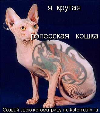 я крутая рэперская кошка... Котоматрица: я крутая рэперская кошка