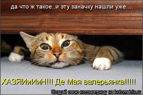 ХАЗЯИиИиН!!! Де Мая валерьянка!!!!! да что ж такое..и эту заначку нашли уже....... Котоматрица: ХАЗЯИиИиН!!! Де Мая валерьянка!!!!! да что ж такое..и эту заначку нашли уже....