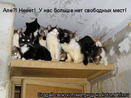 Але?! Нееет! У нас больше нет свободных мест!... Котоматрица: Але?! Нееет! У нас больше нет свободных мест!