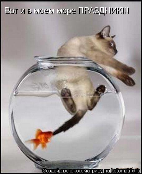 Вот и в моем море ПРАЗДНИК!!!... Котоматрица: Вот и в моем море ПРАЗДНИК!!!