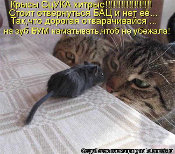 Крысы СцУКА хитрые!!!!!!!!!!!!!!!!!! Так,что дорогая отварачивайся ... на зуб БУМ наматывать,чтоб не ... Котоматрица: Крысы СцУКА хитрые!!!!!!!!!!!!!!!!!! Так,что дорогая отварачивайся ... на зуб БУМ наматывать,чтоб не убежала! Стоит отвернуться БАЦ и нет её...