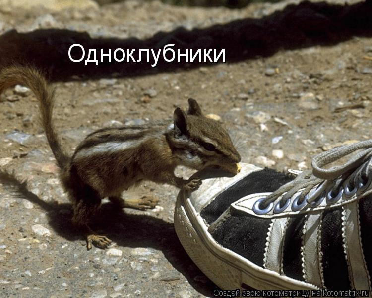 Одноклубники... Котоматрица: Одноклубники