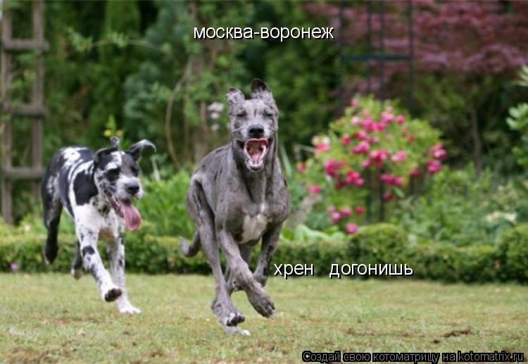 Котоматрица: москва-воронеж хрен   догонишь