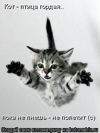 Кот - птица гордая.. пока не пнешь - не полетит (с)... Котоматрица: Кот - птица гордая.. пока не пнешь - не полетит (с)