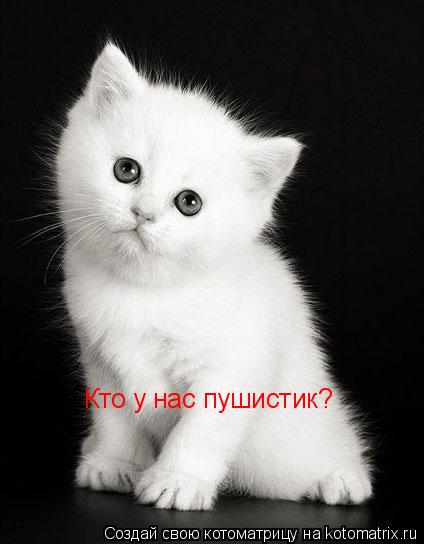 Котоматрица: Кто у нас пушистик?