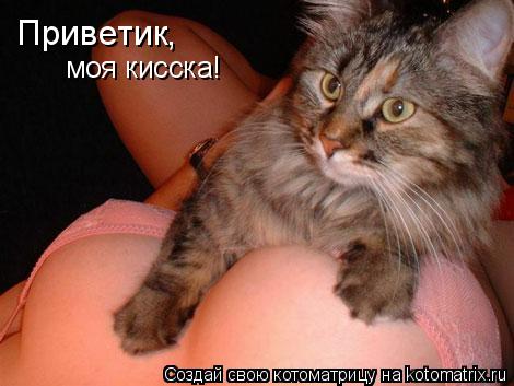 Приветик Приветик моя кисска! ,... Котоматрица: Приветик Приветик моя кисска! ,