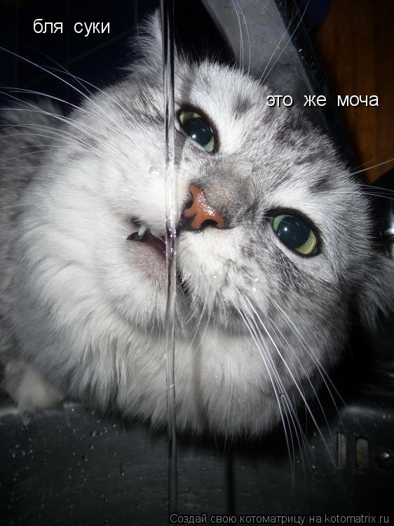 бля суки это же моча... Котоматрица: бля суки это же моча