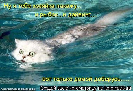 Ну я тебе хозяйка пакажу... и рыбок...и дайвинг.... вот только домой доберусь........ Котоматрица: Ну я тебе хозяйка пакажу... и рыбок...и дайвинг.... вот только домой доберусь.....