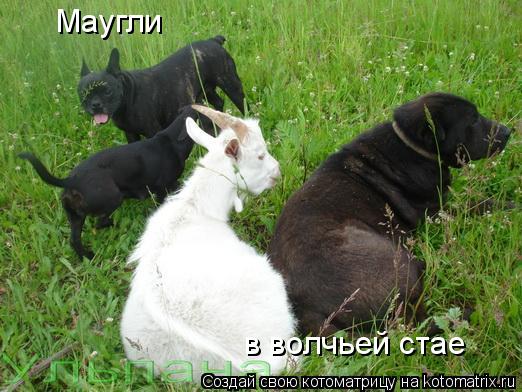 Маугли в волчьей стае... Котоматрица: Маугли в волчьей стае