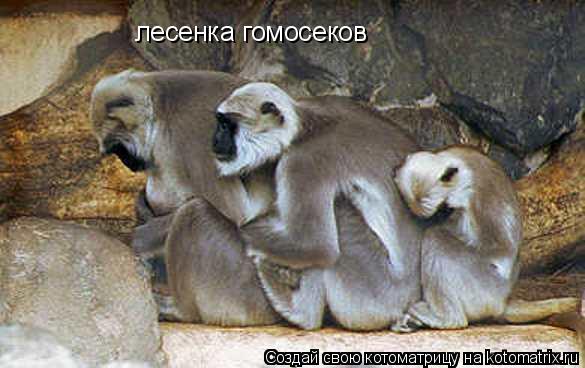 Котоматрица: лесенка гомосеков