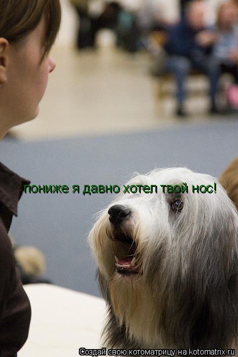 Котоматрица: пониже я давно хотел твой нос!