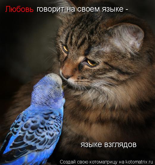 Любовь говорит на своем языке - языке взглядов... Котоматрица: Любовь говорит на своем языке - языке взглядов