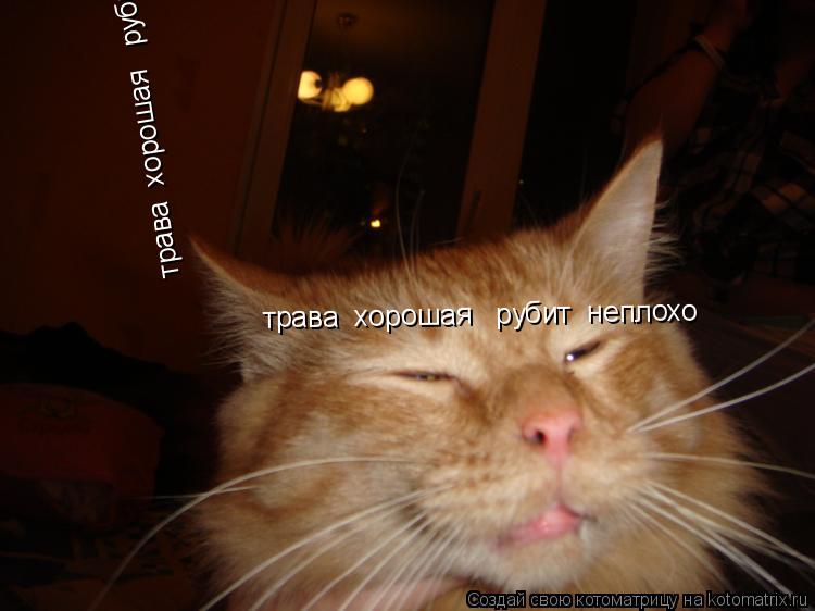 Котоматрица: трава  хорошая   рубит  неплохо трава  хорошая   рубит  неплохо