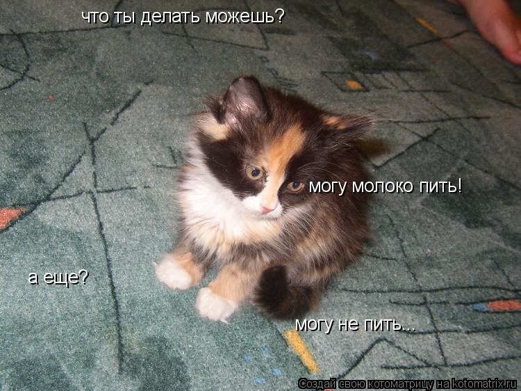что ты делать можешь? могу молоко пить! а еще? могу не пить...... Котоматрица: что ты делать можешь? могу молоко пить! а еще? могу не пить...