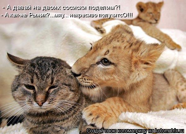 - А давай на двоих сосиски поделим?! - А как-же Рыжик?...мяу... некрасиво получитсО!!!... Котоматрица: - А давай на двоих сосиски поделим?! - А как-же Рыжик?...мяу... некрасиво получитсО!!!