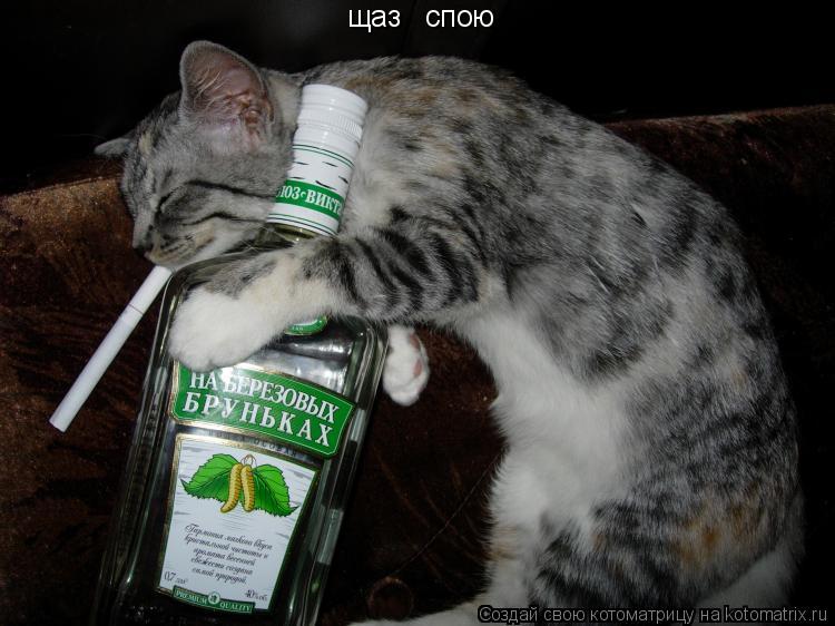 щаз спою... Котоматрица: щаз спою