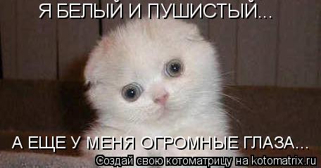 Я БЕЛЫЙ И ПУШИСТЫЙ... А ЕЩЕ У МЕНЯ ОГРОМНЫЕ ГЛАЗА...... Котоматрица: Я БЕЛЫЙ И ПУШИСТЫЙ... А ЕЩЕ У МЕНЯ ОГРОМНЫЕ ГЛАЗА...