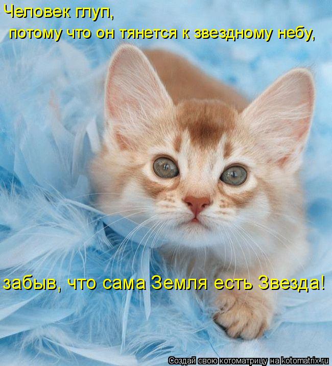 Человек глуп, потому что он тянется к звездному небу, забыв, что сама Земля есть Звезда!... Котоматрица: Человек глуп, потому что он тянется к звездному небу, забыв, что сама Земля есть Звезда!