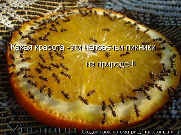 Котоматрица: Какая красота -эти человечьи пикники на природе!!!
