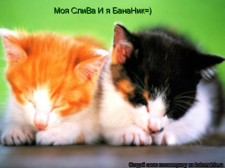 Моя СлиВа И я БанаНик=)... Котоматрица: Моя СлиВа И я БанаНик=)