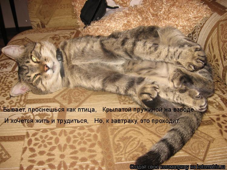 Бывает, проснешься как птица, Крылатой пружиной на взводе. И хочется жить и трудиться, Но, к завт... Котоматрица: Бывает, проснешься как птица, Крылатой пружиной на взводе. И хочется жить и трудиться, Но, к завтраку, это проходит.