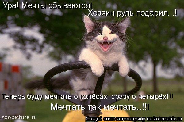 Ура! Мечты сбываются! Хозяин руль подарил...! Теперь буду мечтать о колёсах..сразу о четырёх!!! ... Котоматрица: Ура! Мечты сбываются! Хозяин руль подарил...! Теперь буду мечтать о колёсах..сразу о четырёх!!! Мечтать так мечтать..