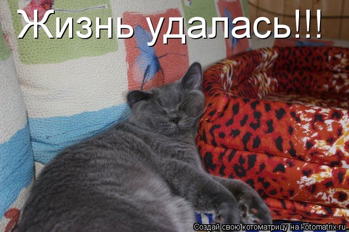Жизнь удалась!!!... Котоматрица: Жизнь удалась!!!