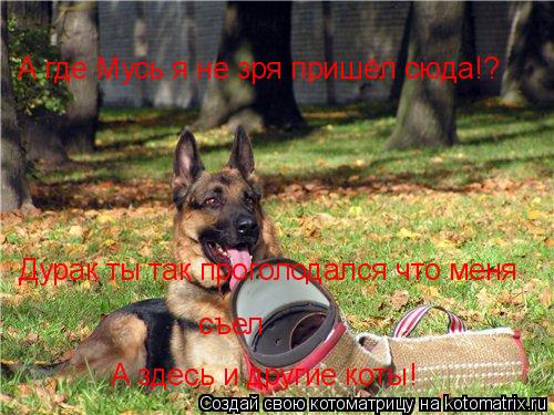 Котоматрица: А где Мусь я не зря пришёл сюда!? Дурак ты так проголодался что меня съел А здесь и другие коты!