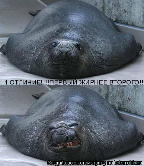 1 ОТЛИЧИЕ!!!!ПЕРВЫЙ ЖИРНЕЕ ВТОРОГО!!!... Котоматрица: 1 ОТЛИЧИЕ!!!!ПЕРВЫЙ ЖИРНЕЕ ВТОРОГО!!!